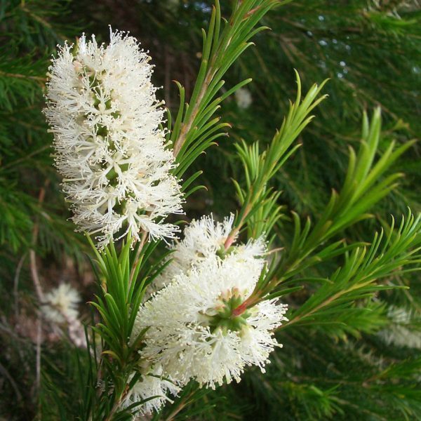 Óleo Essencial de Melaleuca (Tea Tree) - 10ml - 100% Puro - Image 2